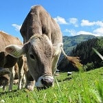 牛の健康はヒトの健康に繋がる